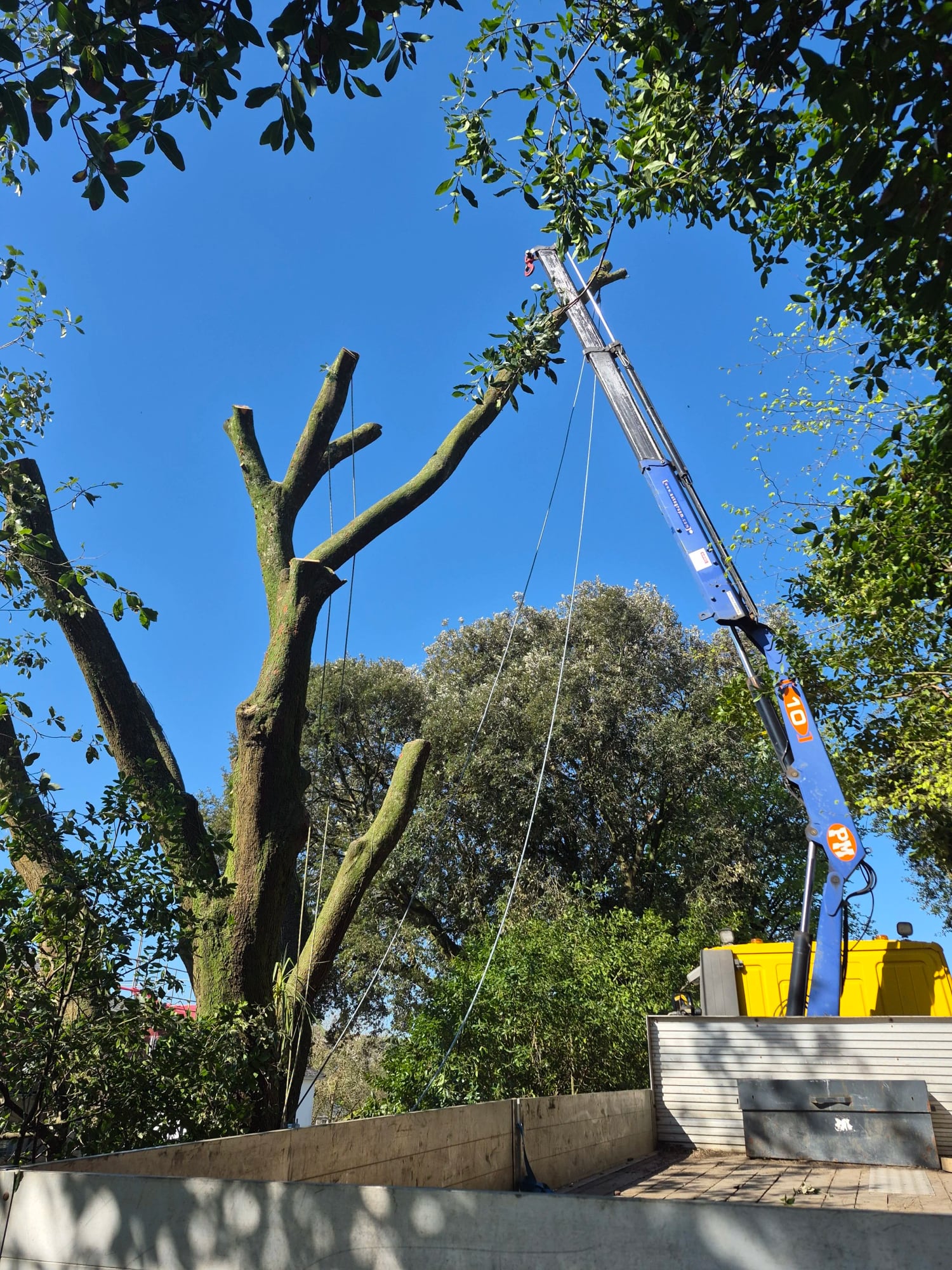 A heavy pollarded stem being lifted clear by a crane above a garden hedge